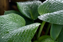 miscellaneous plants